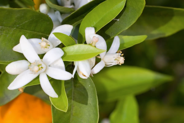 Profumo di Boccioli di arancio