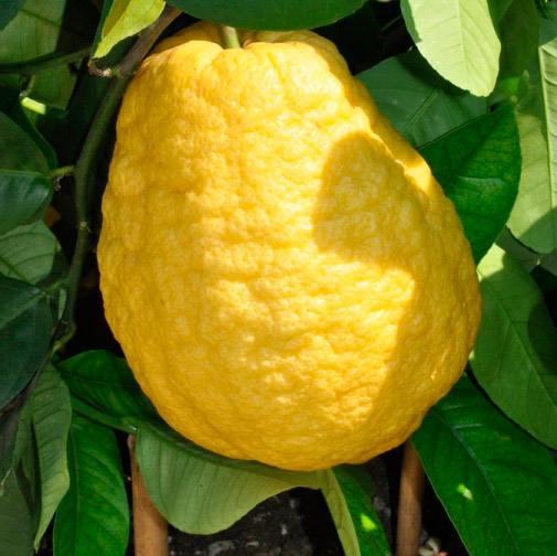 Profumo di Cedro