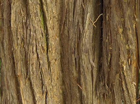 Profumo di Legno di Cedro