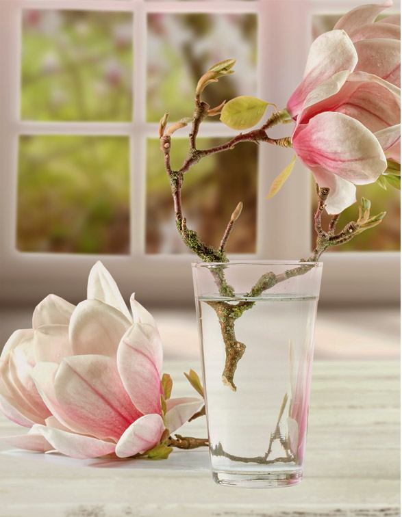 Profumo di Magnolia