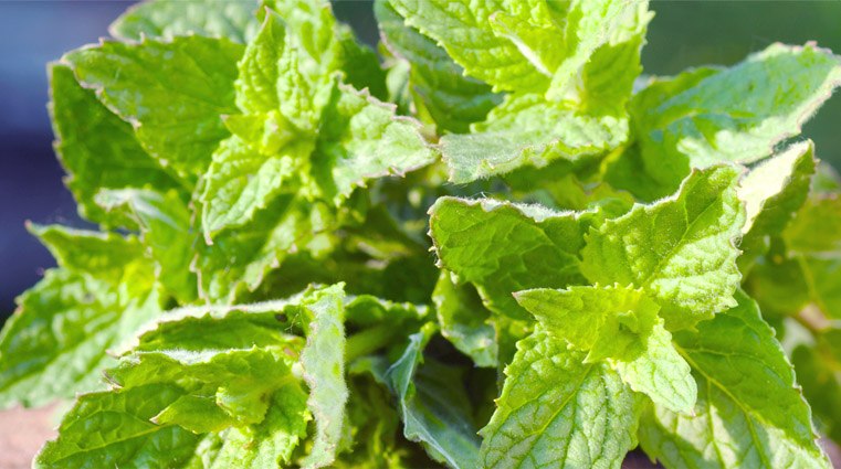 Candela profumata con fragranza di Menta
