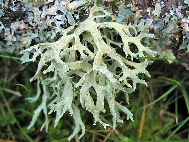 Profumo di Muschio di quercia