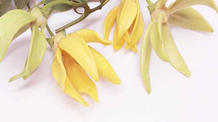 Profumo di Ylang Ylang