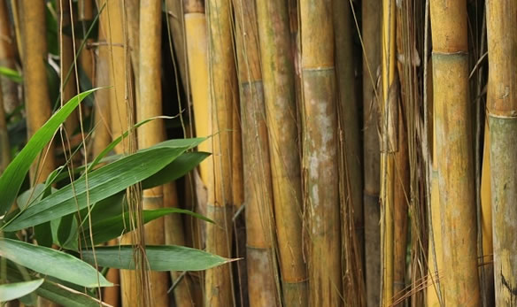 Profumo di Bamboo