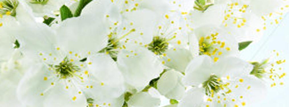 Profumo di Fiori bianchi