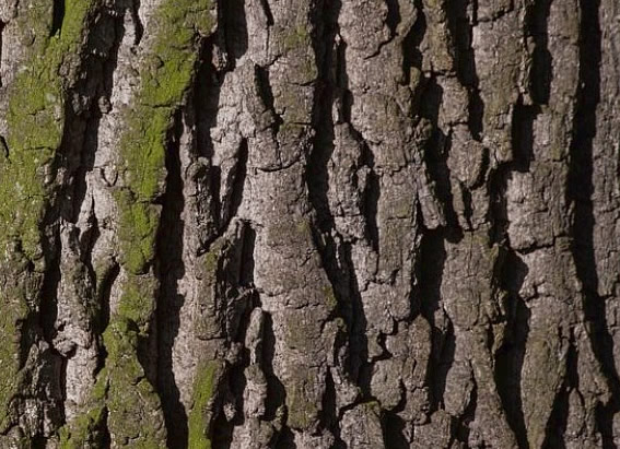 Profumo di Legno di quercia
