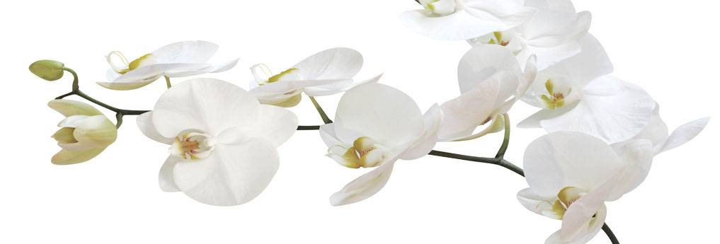 Profumo di Orchidea