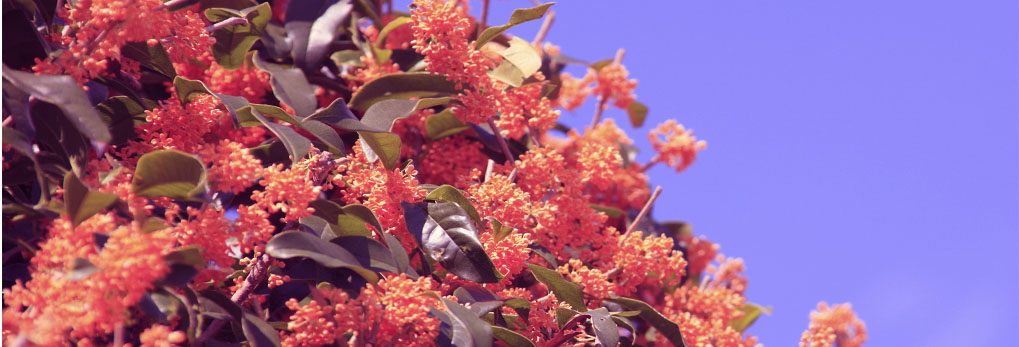 Profumo di Osmanthus