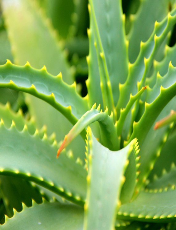 Profumo di Aloe