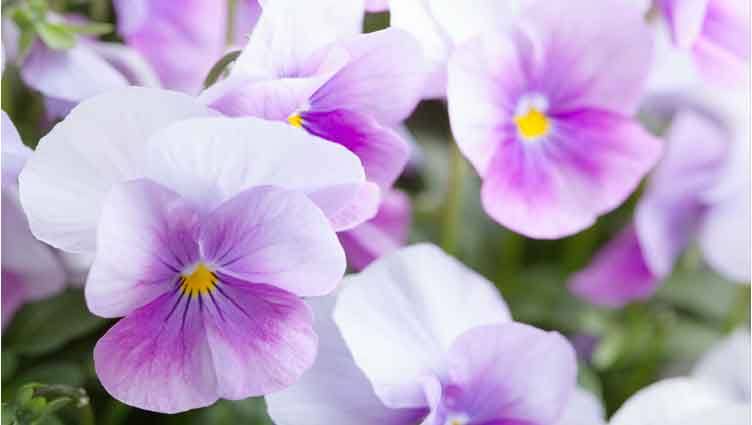 Profumo di Foglia viola