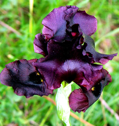 Profumo di Iris nero