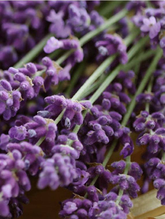 Profumo di Lavanda