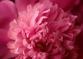 Profumo di Peonia