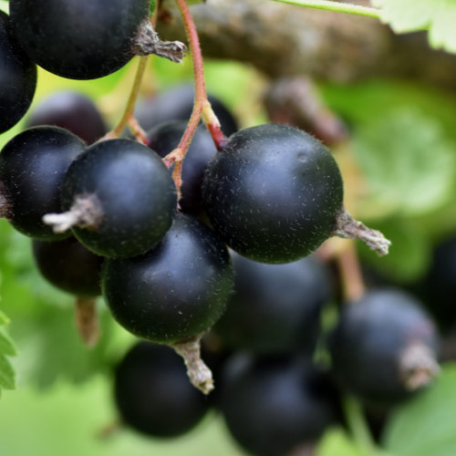 Profumo di Ribes nero