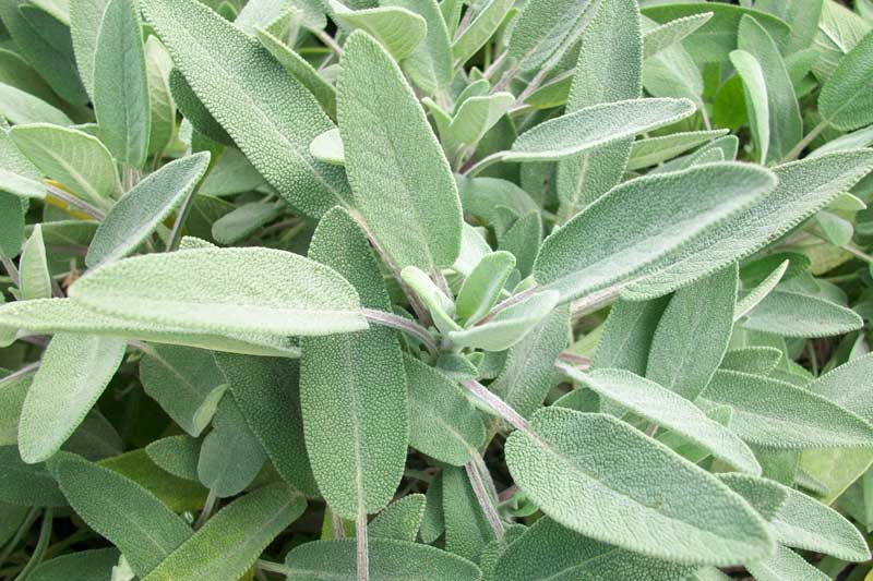 Profumo di Salvia